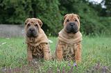 SHAR-PEI 790